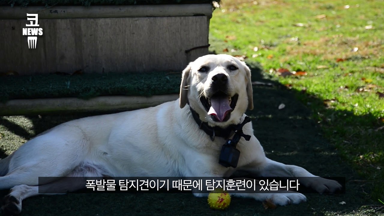 [현장 인터뷰] 최고의 폭발물 탐지견 '란쵸'