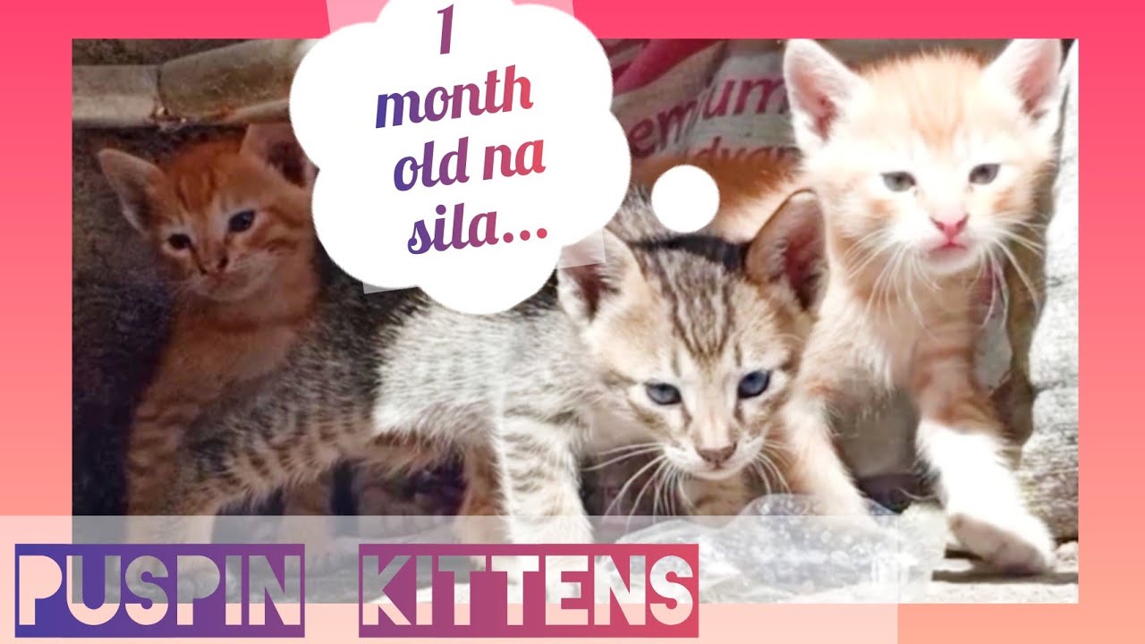 1 Month Old Baby Puspins| Pusang Pinoy| Cute Kittens| Mica Cay