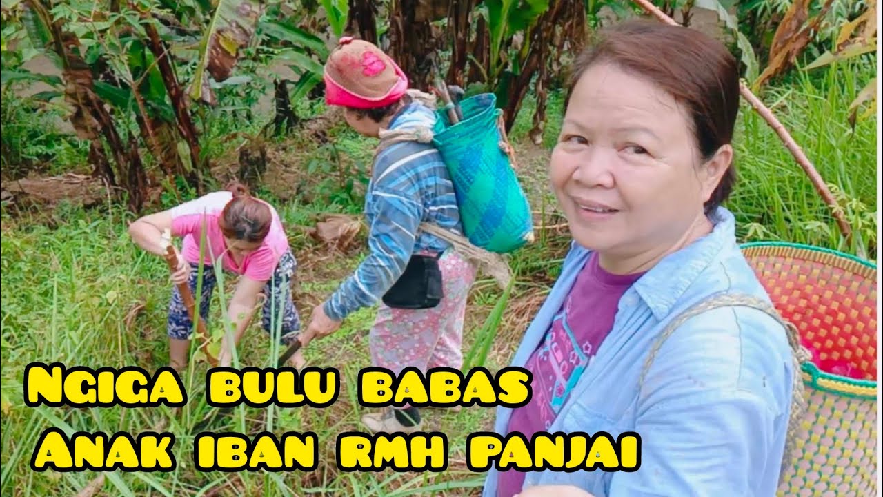 PENGAWA KAMI INDU IBAN MENOA ULU..BGAMBI UTAI KELAUK BA KEBUN