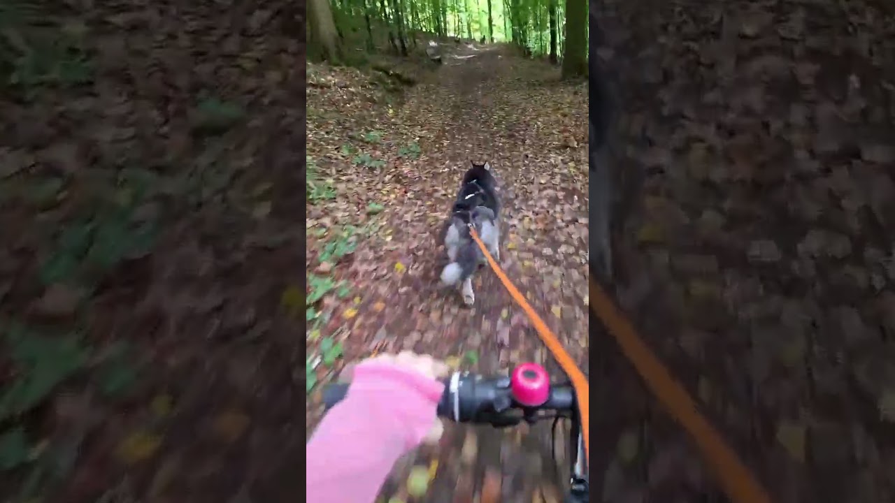 Bikej&ouml;ring 🐺🚴&zwj;♀️ (bike antenna alr ordered) #fyp #trendsong
