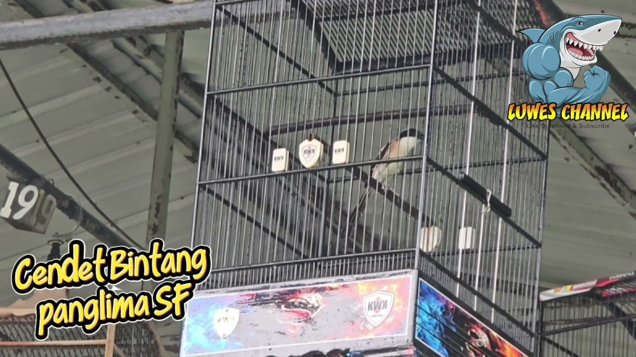 Cendet Bintang Juara 1&2 Milik Panglima SF Mojokerto