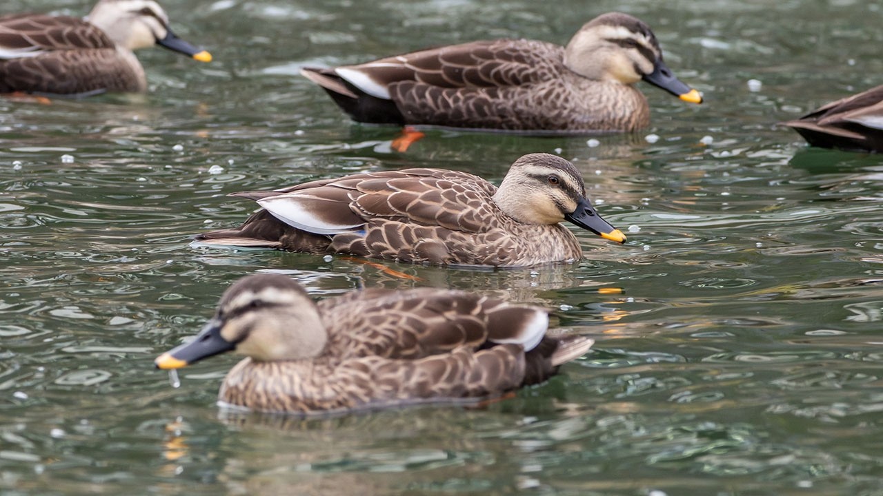Eastern Spot-billed Ducks Swimming in the Rain | Takayama, Gifu, Japan