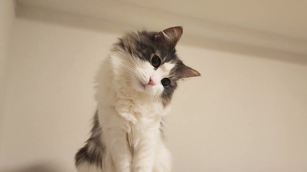もふもふ冬毛がふっわふわ☆サロンで月１～２回お手入れする美猫は家でも毛づくろいが日課です