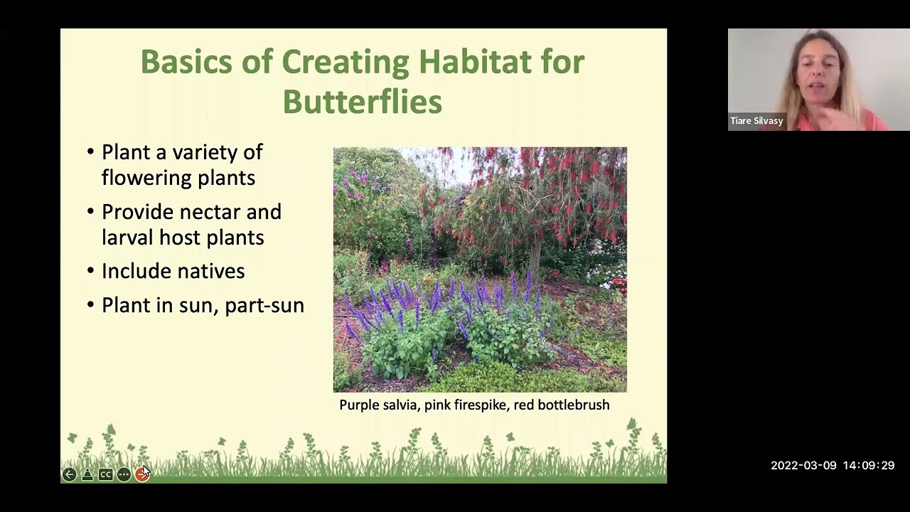 Butterfly Gardening in Florida