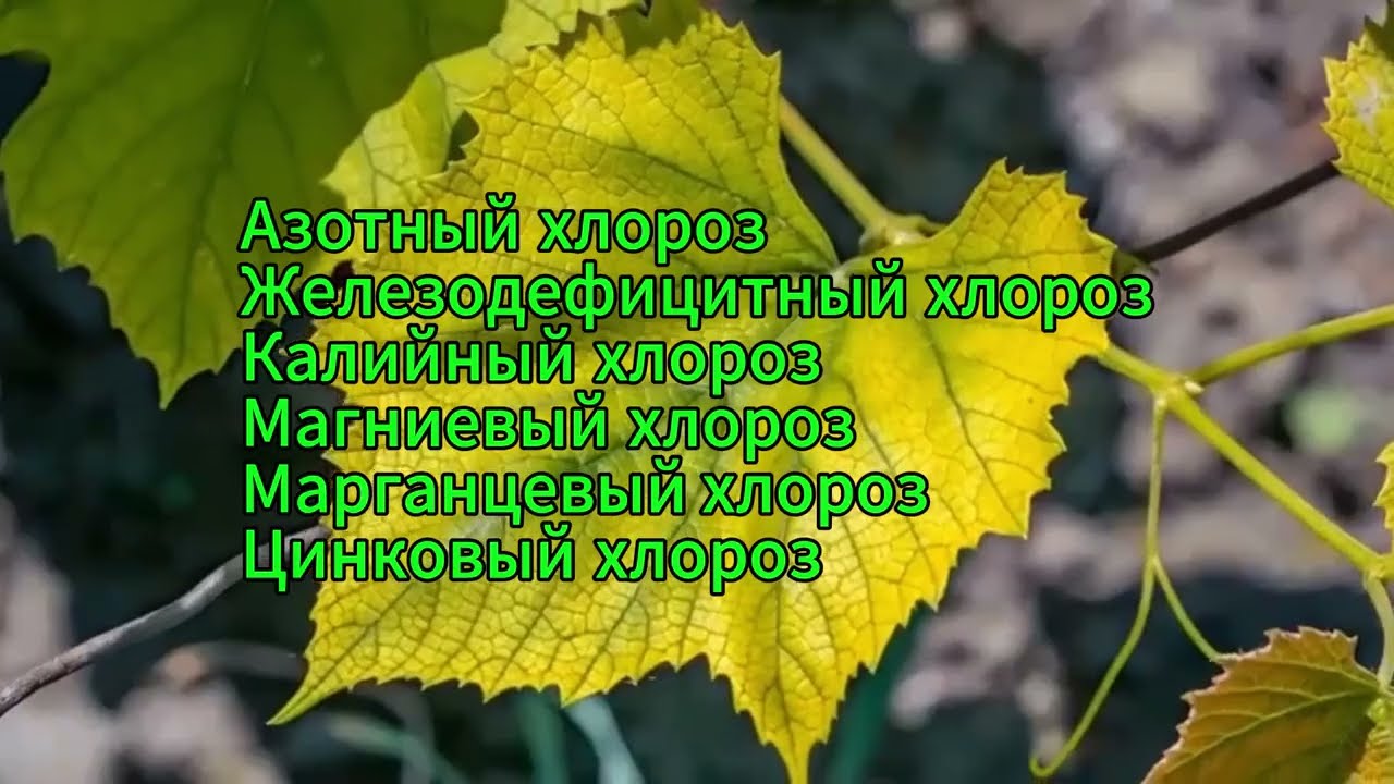 Хлороз винограда: Диагностика