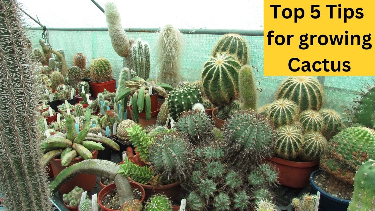 Top 5 Tips for growing Cactus #cacti #cactus #cactusplants