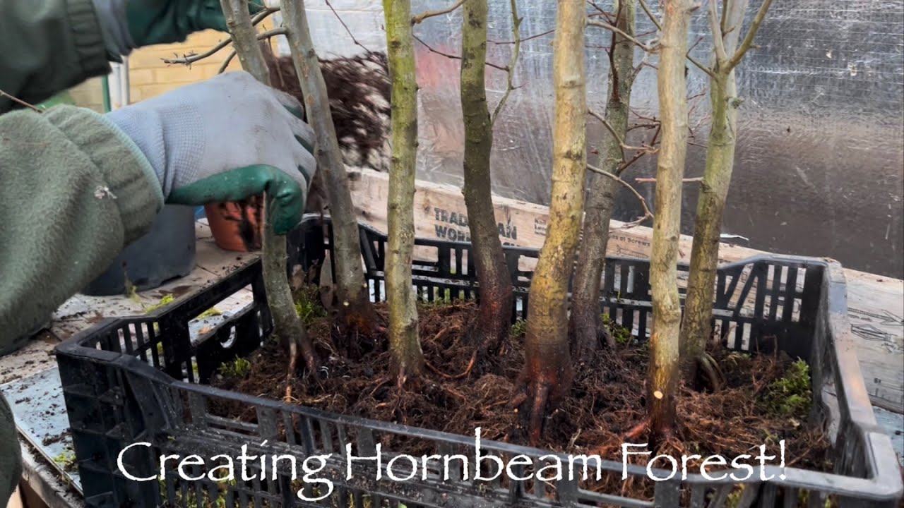 Creating HornBeam Forest Bonsai Instant Impact! #bonsai #inspiration  #forest