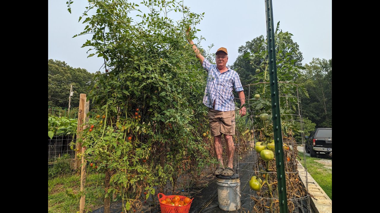 РЕЗУЛЬТАТЫ ЭЛЕКТРОКУЛЬТУРНОГО САДА #электрокультура, #садоводство, #growmorefood