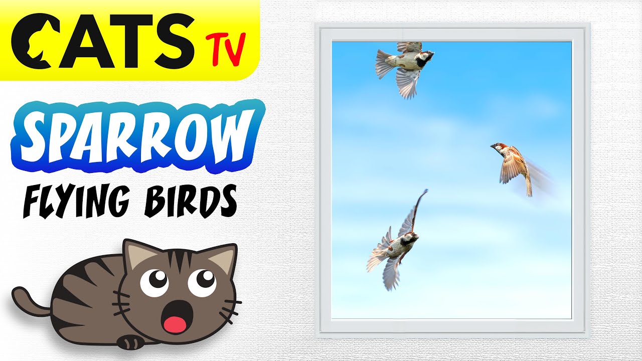 CAT TV - Realistic sparrow birds 🐧 Through windows 🪟 Game for cats 😻🔊