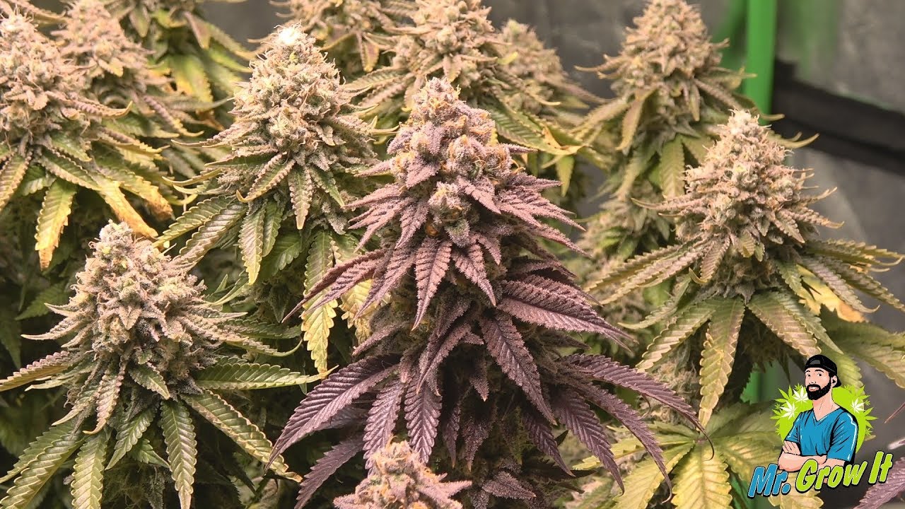 SCROG CANNABIS, NUTRIENT BURN, YIELD PER PLANT - Q&A #1