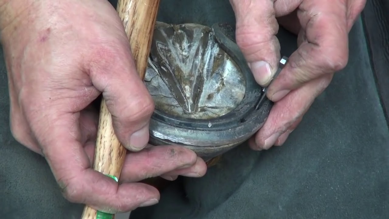 Application of Diamond Tracker on a Barrel Horse with Bobby Menker