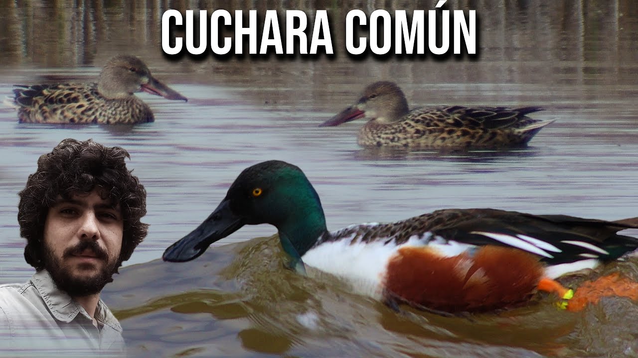 Cuchara com&uacute;n 4K (Spatula clypeata) Pato Cucharo, Cuchareta, Cuchar&oacute;n norte&ntilde;o, boreal, pico