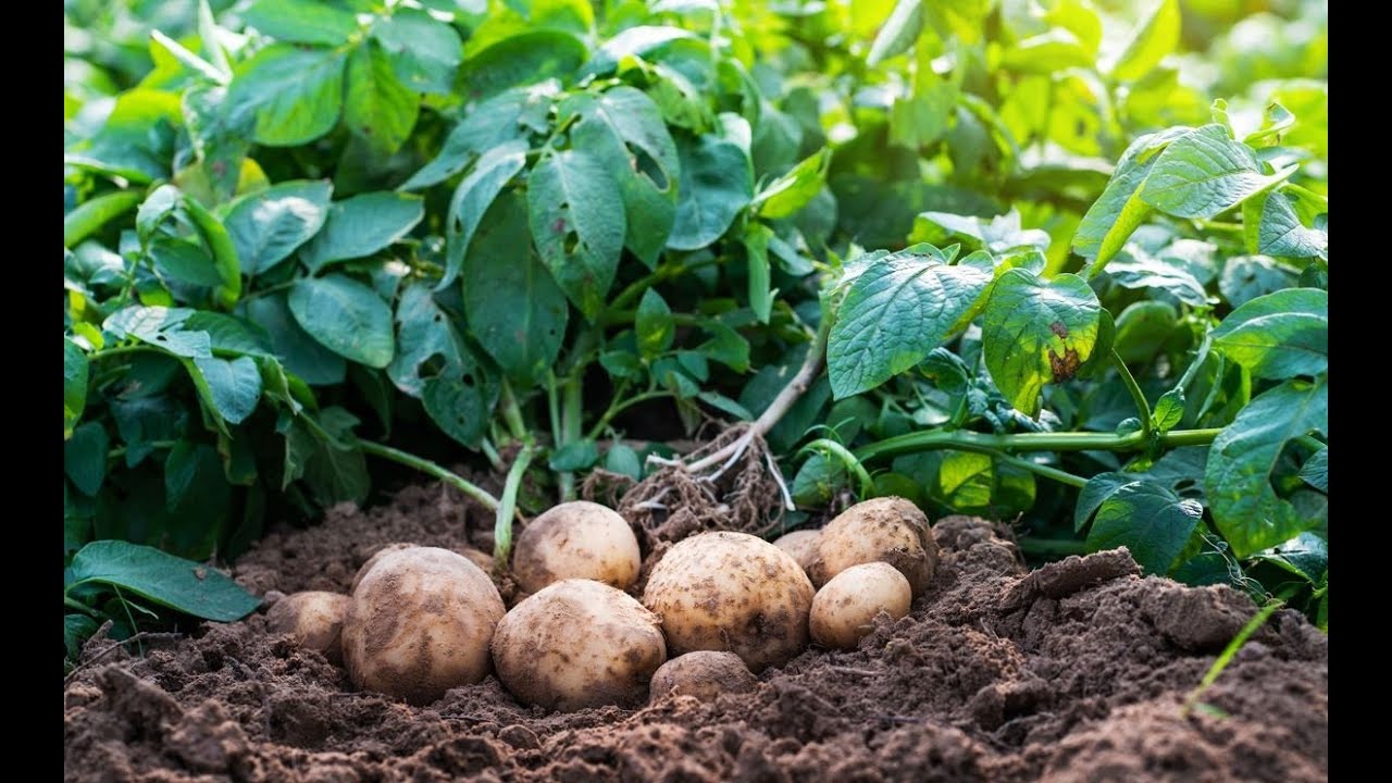 Cultivarea cartofilor de la A la Z/Plantarea cartofilor VARA/Cum obținem recolte bogate de cartofi