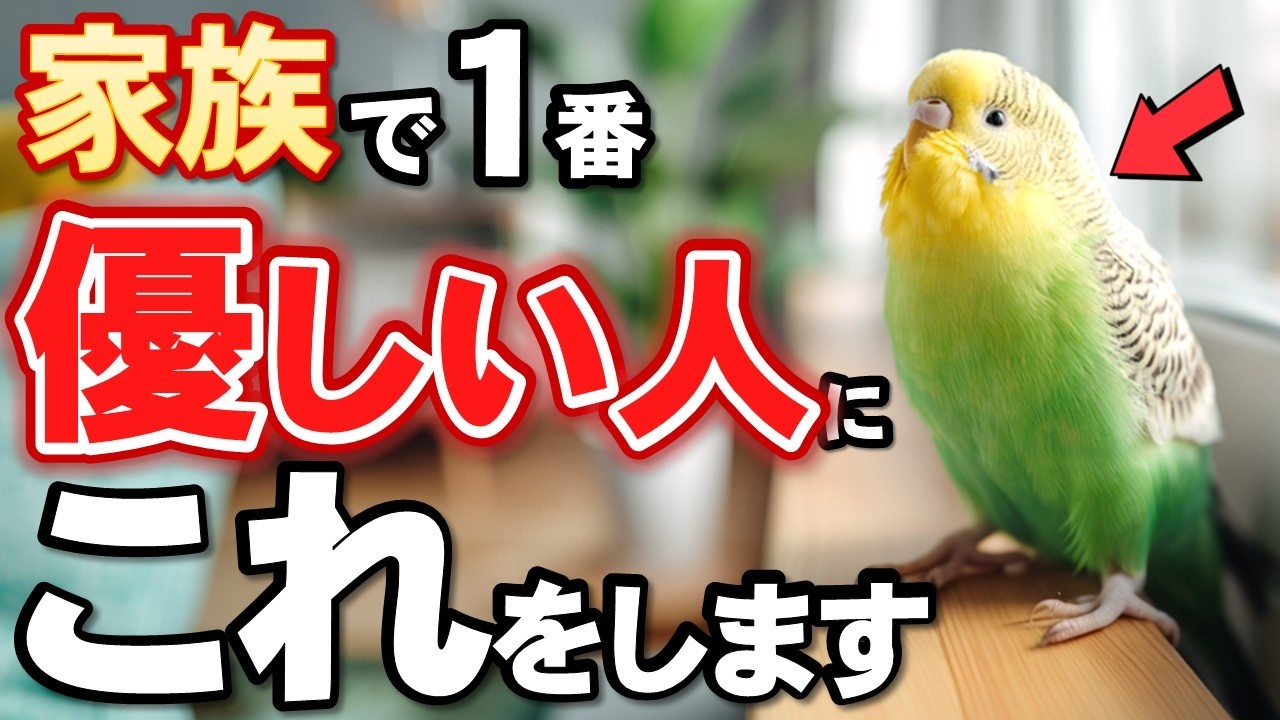 【保存版】セキセイインコとコザクラインコが優しさを感じた人に見せる仕草５選
