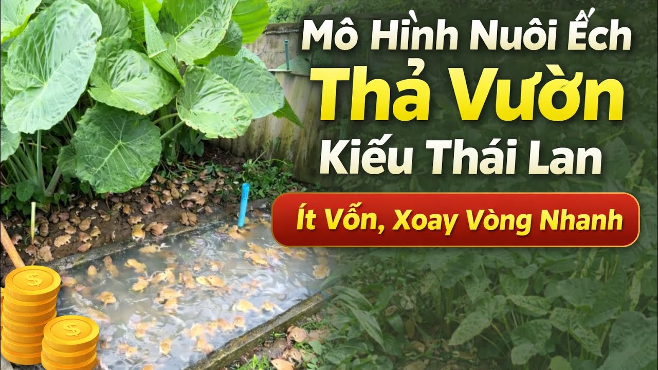 Mô Hình Nuôi Ếch Thả Vườn Kiểu Thái Lan– Có Nên Làm Để Kiếm Thêm Thu Nhập?