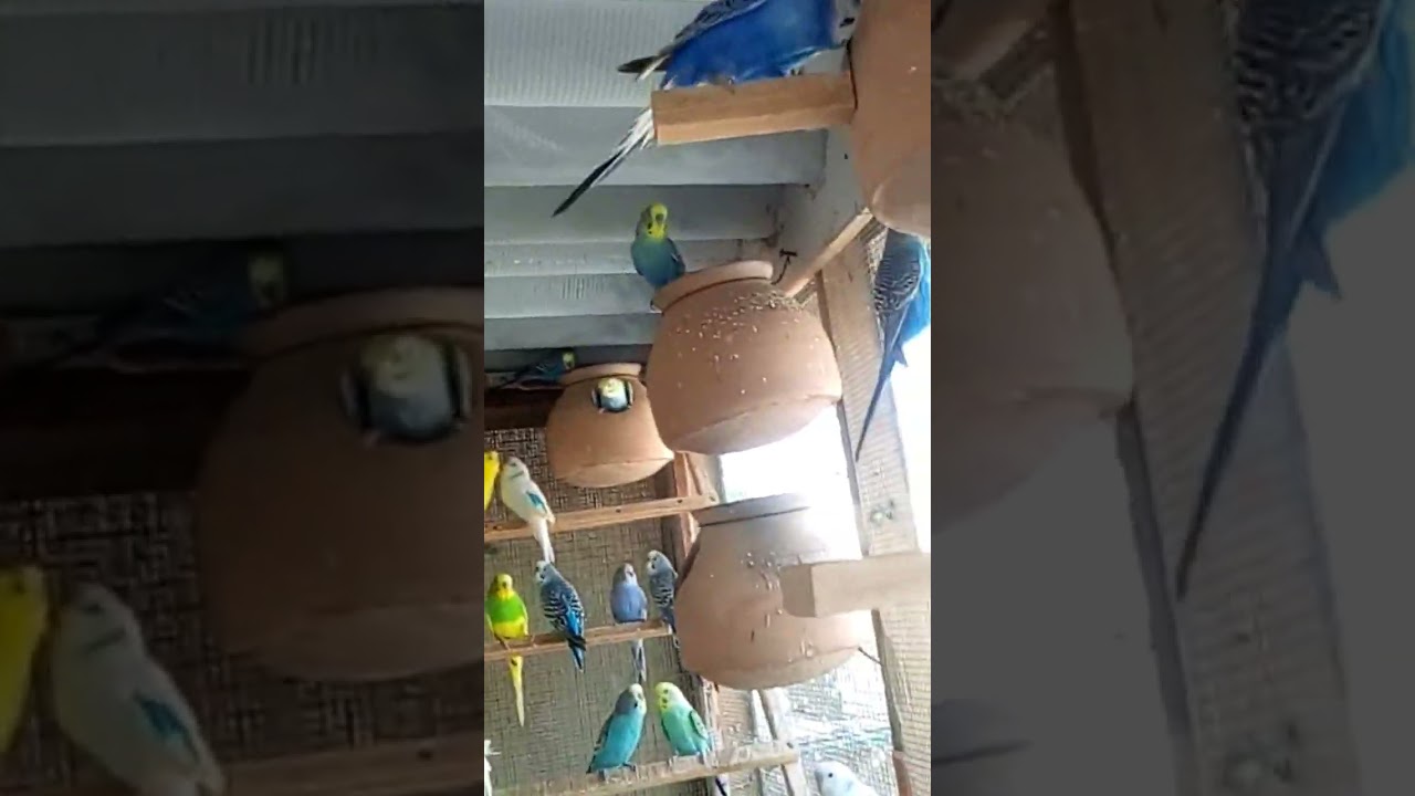 budgies colony setup 30 pair #parakeet #mushtaqbirdsacademy