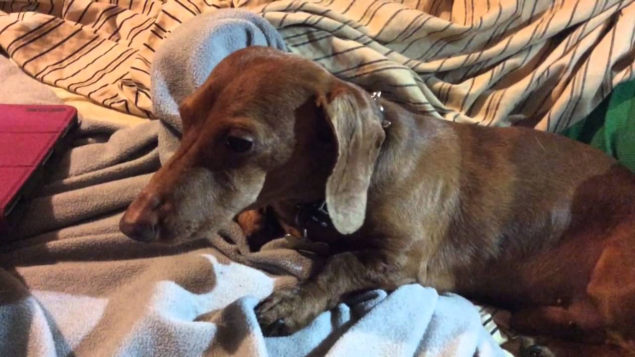 Dachshund growling