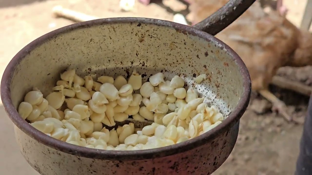 HACIENDO TAMALES DE ELOTES.