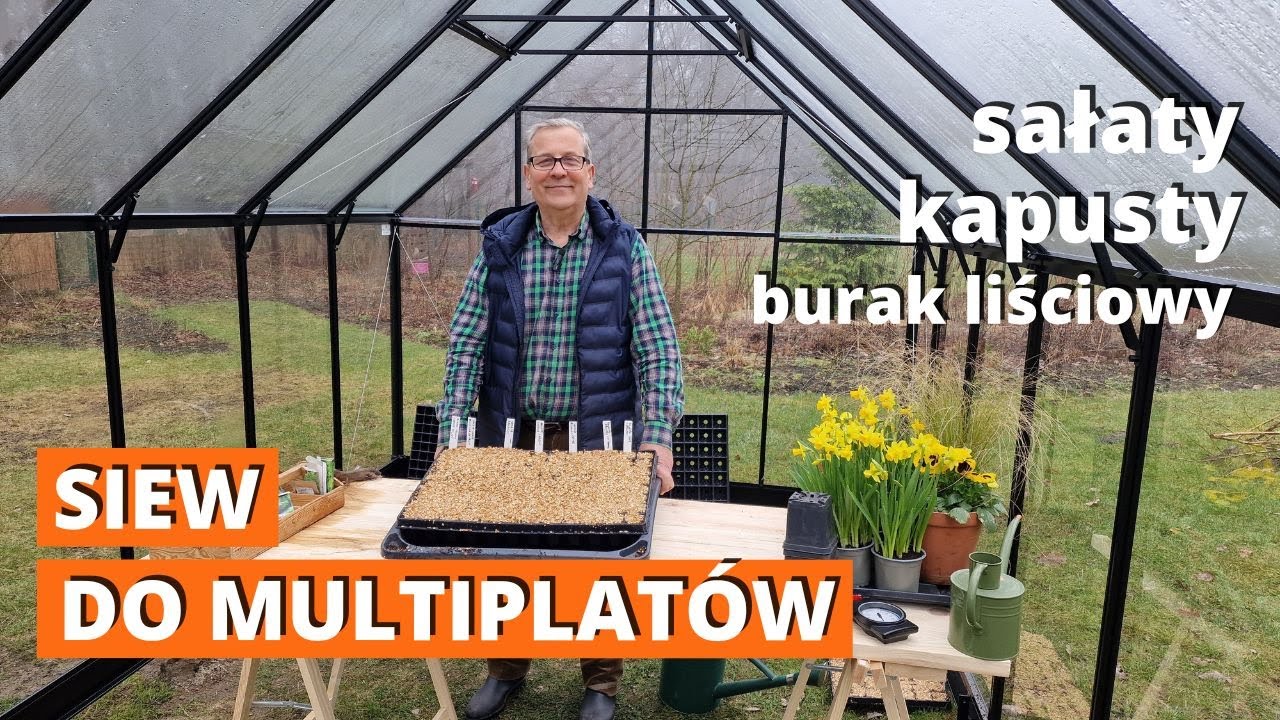 Wysiewy do multiplatów. Kapusta, sałata i burak liściowy siane do multidoniczek.