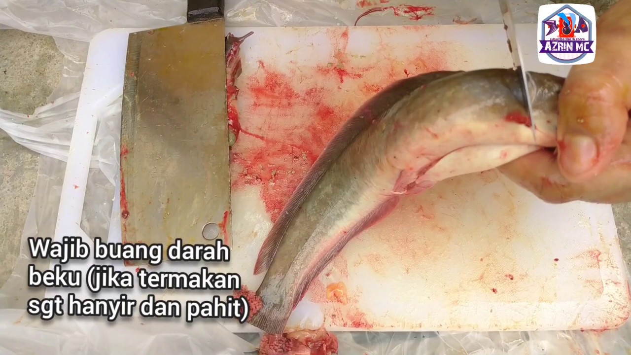 Tutorial Siang Ikan Keli / Lele