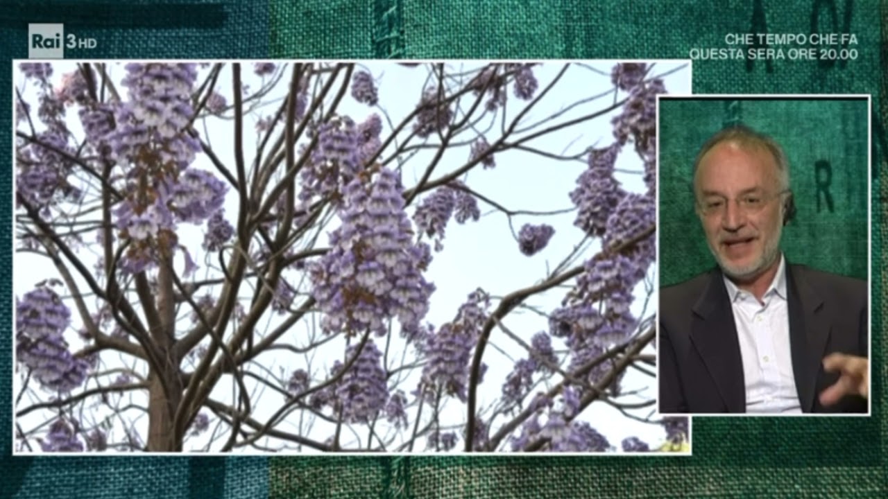 PAULOWNIA - RAI 3: DOTT. STEFANO MANCUSO
