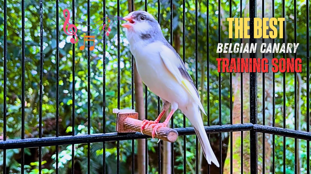 The Best Canary Sound!! Russian Canary Training Singing