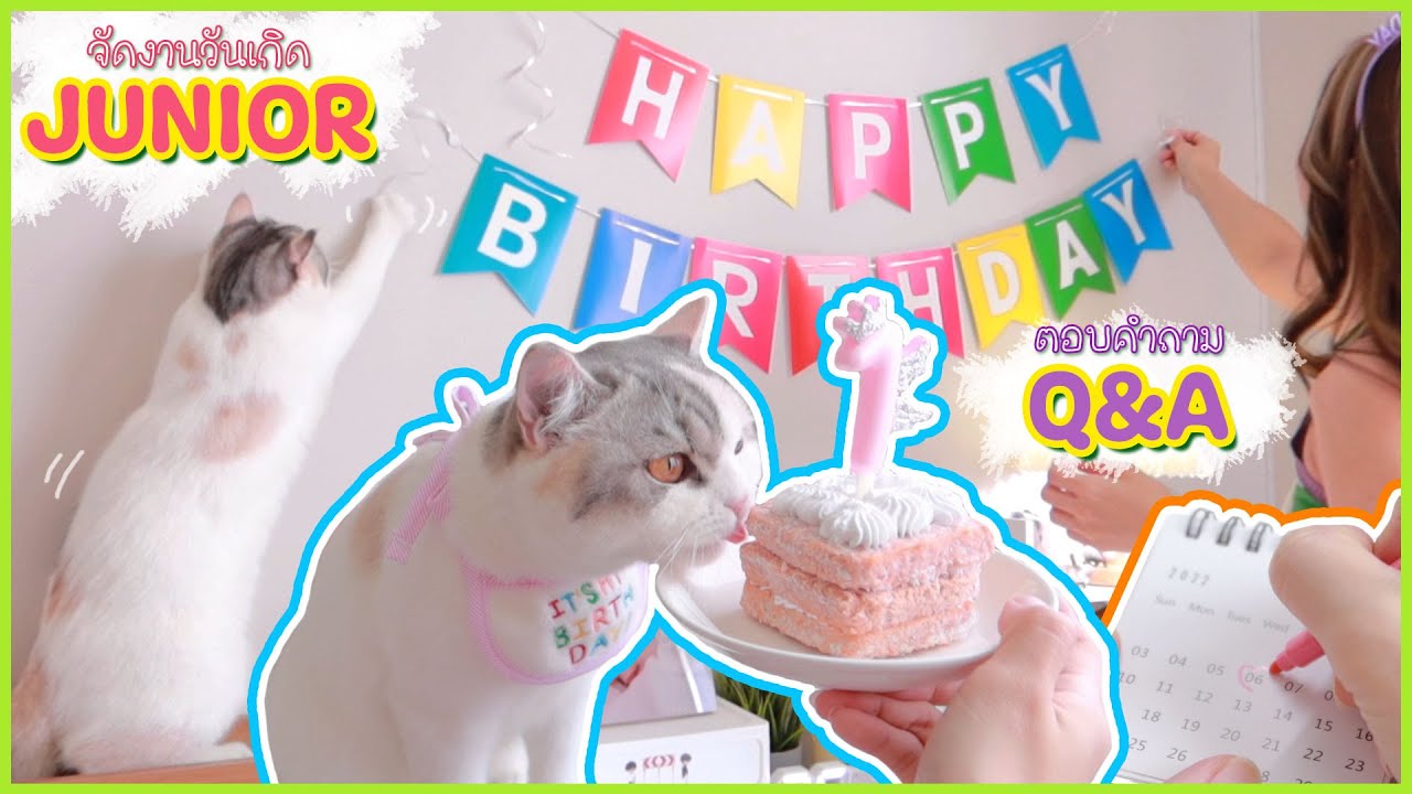 🎀 CAT MOMMY EP.5 | Happy 1st Birthday Junior 🎂✨ ตอบคำถาม Q&A กินอะไรตัวถึงแน่น, ทรายแมวที่ใช้ ฯลฯ