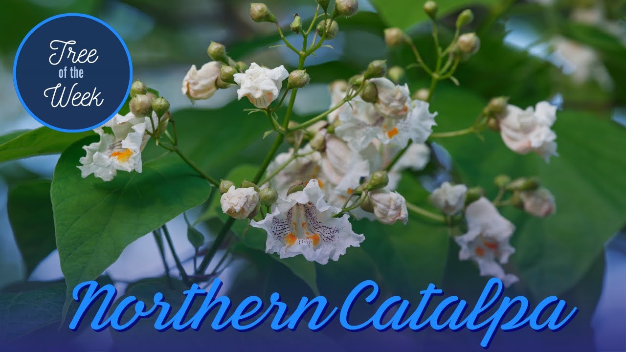 Tree of the Week: Northern Catalpa