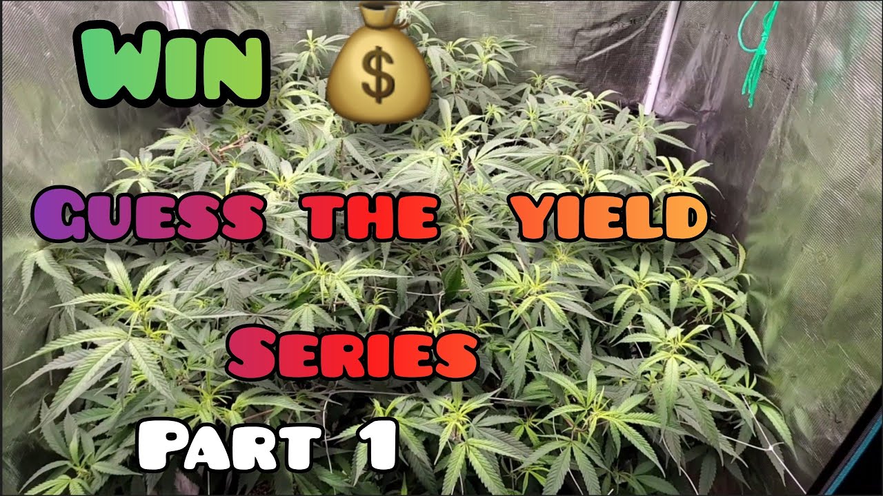 1 pound ?? Guess The Yield series  part 1 Powered by Mars Hydro FC-4800 in a 3x3 Grow Tent