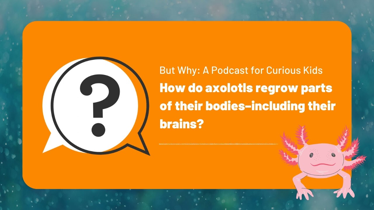 But Why Kids | How do axolotls regrow parts of their bodies? | Full Podcast Episode