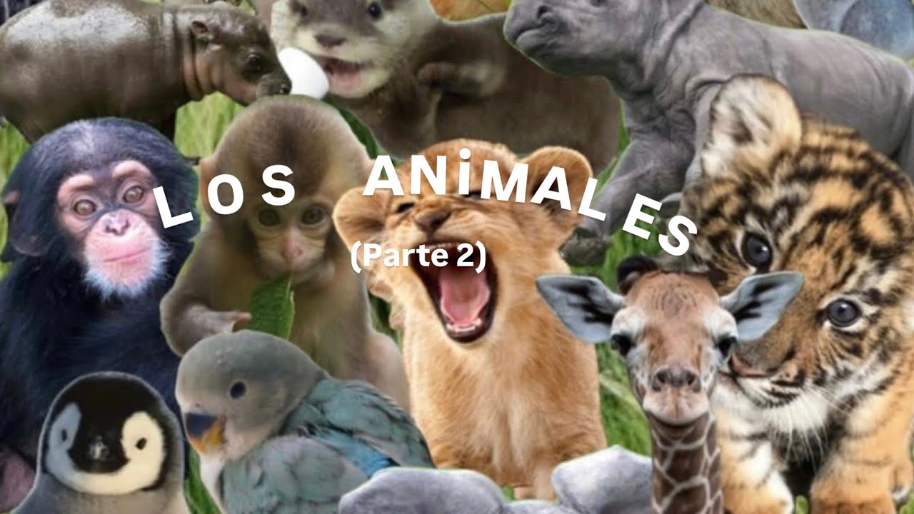 Los Animales LSA (Lengua de Señas Argentina) parte 2🐯🐸🐺🦟🐢🐅🐬🦒🐑🦜