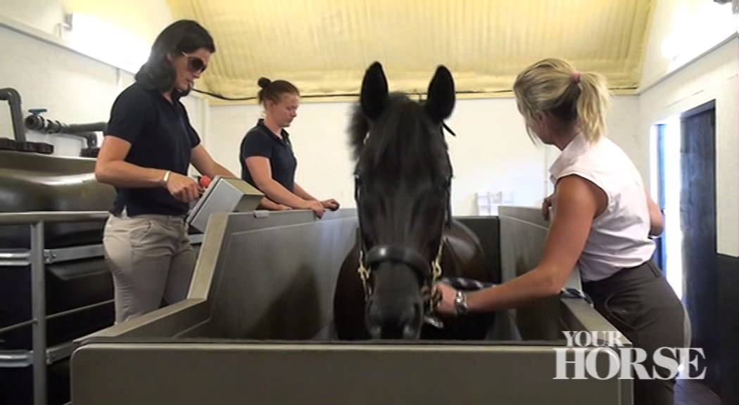 Hydrotherapy | Your Horse