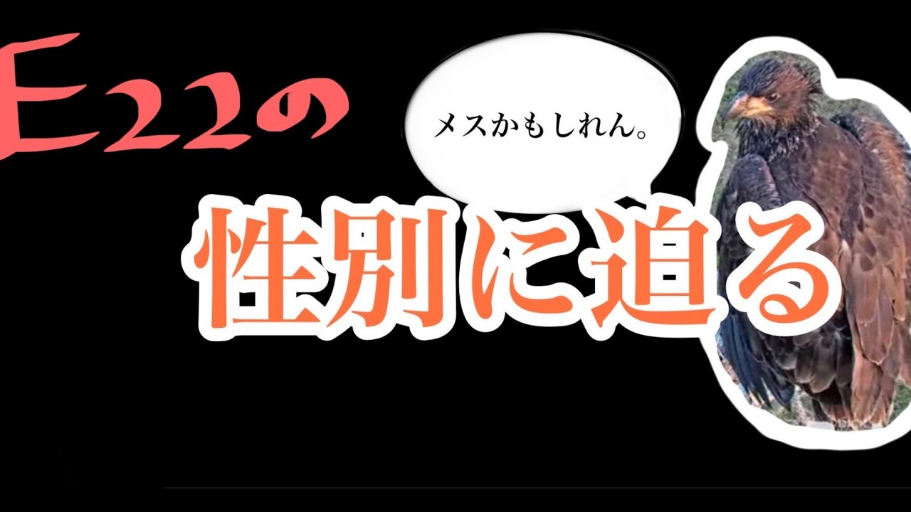 part11  巣立ち期次の段階に入る今 E22性別問題 / 女ワシ問題【SWFL Eagles】シングルファザー女難の日々 〜Southwest Florida Eagle Cam 鷲〜