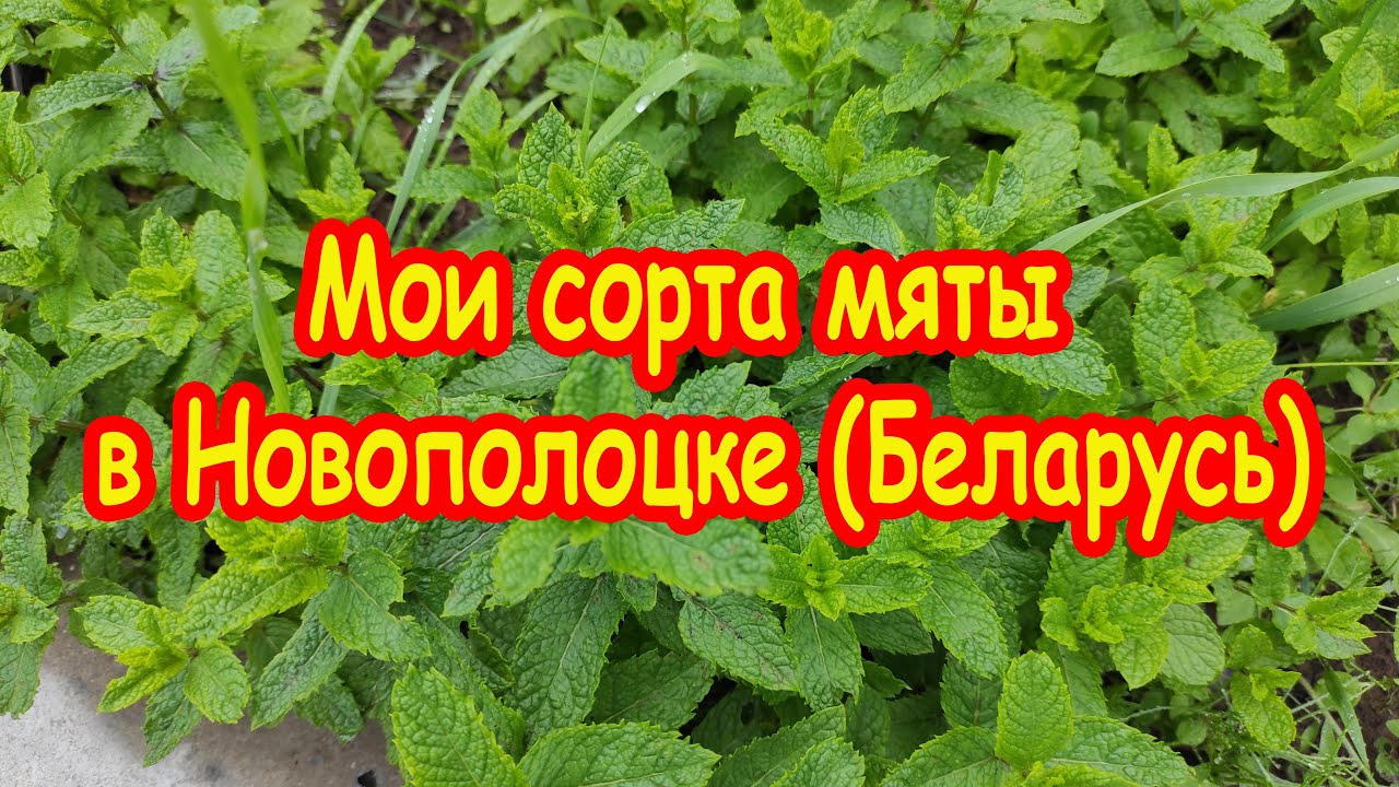 Мои сорта мяты в Новополоцке (Беларусь)