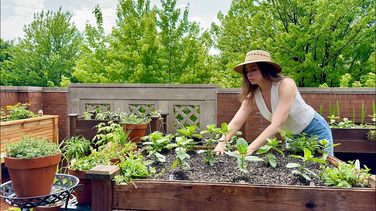 Planting Queen Lime Zinnias & Supertunias While Trying To Avoid A Storm