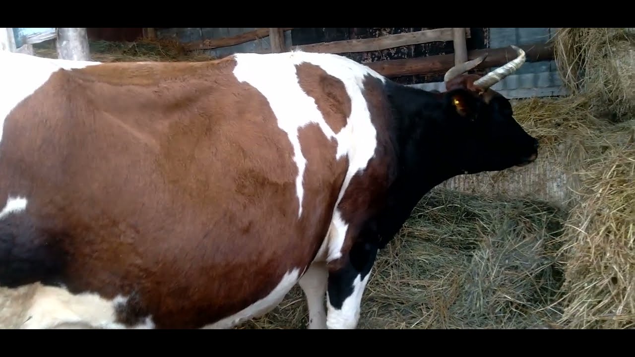 КОРОВА-ЗАРИНА, В ТРЕХ ЧАСАХ, ПЕРЕД ОТЕЛОМ😊😊😊