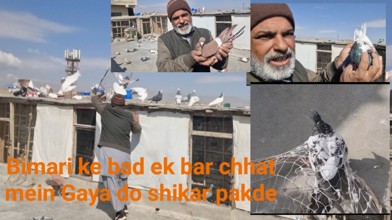 Aaj training ka video bhi banaya itchfa se do parinde bhi pakad Liye 🕊️🕊️🕊️🕊️#pigeon #kabootar🤪🤪🤪