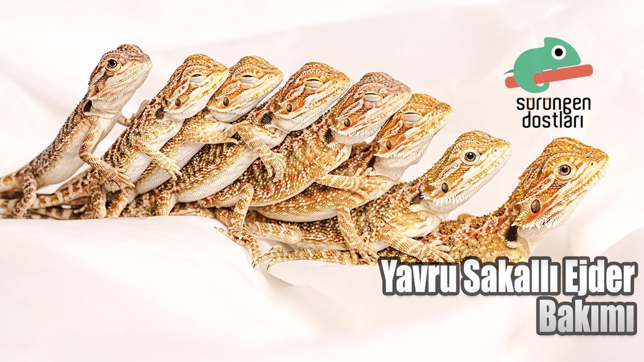 Yavru Sakallı Ejder Bakımı