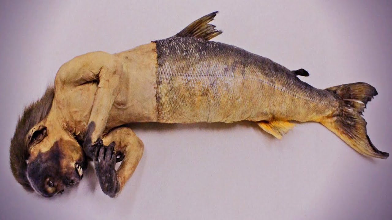 All-domain Anomaly Resolution Office, TV Series |Mermaid On Shore Is Turned Into Dried Fish