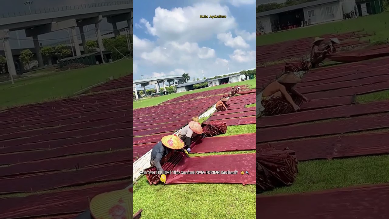 Can You BELIEVE This Ancient SUN DRYING Method​​ 🤔🔍