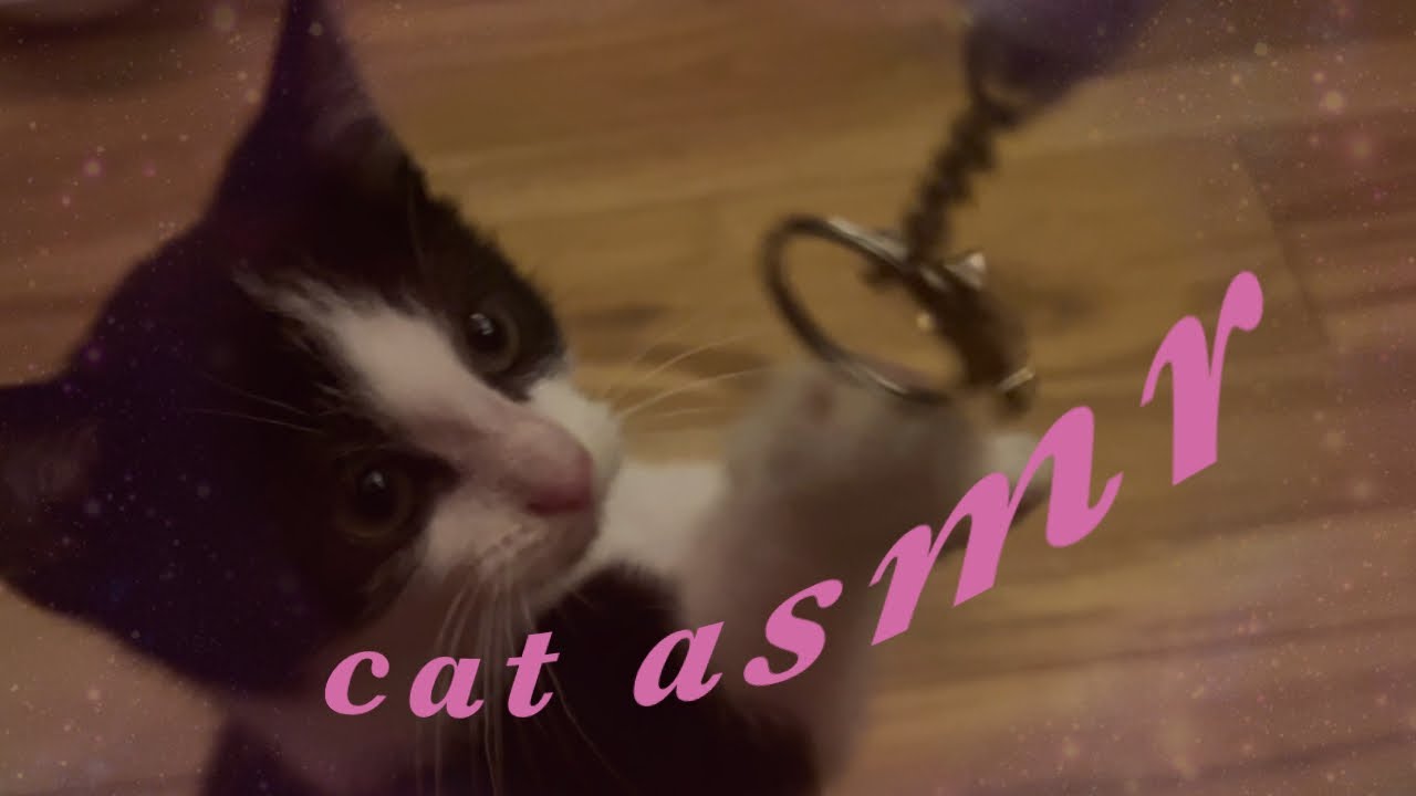 asmr with a kitten 🐾