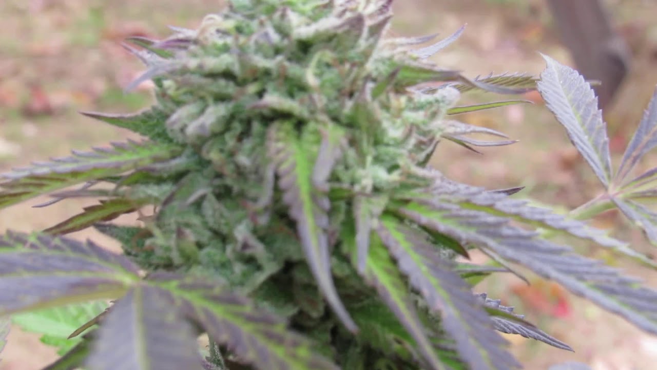 MICHIGAN LEGAL MARIJUANA GROW 2020 KUSH MINTS X ZKITTLEZ SEED JUNKY GENETICS