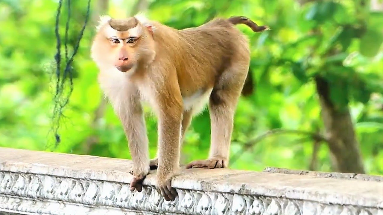 OMG! Fully Sad and Pity to See Monkeys Cry due to Catch to Relocate, Luckily Rozy Escape from Cage