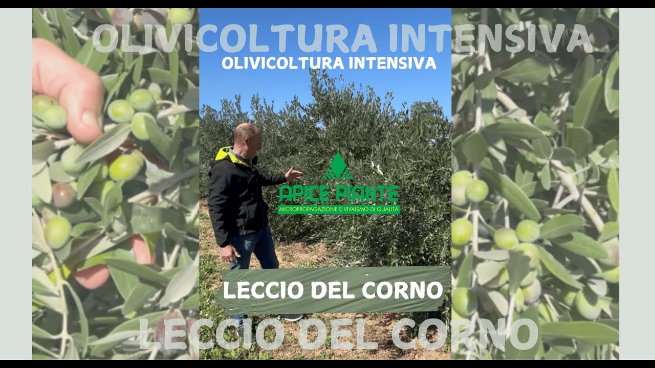 LECCIO DEL CORNO oliveto super intensivo: Talee prodotte da Apice Piante