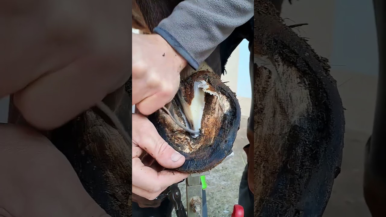 #farrier #horse #farrierlife # #satisfying #asmr #viralvideo