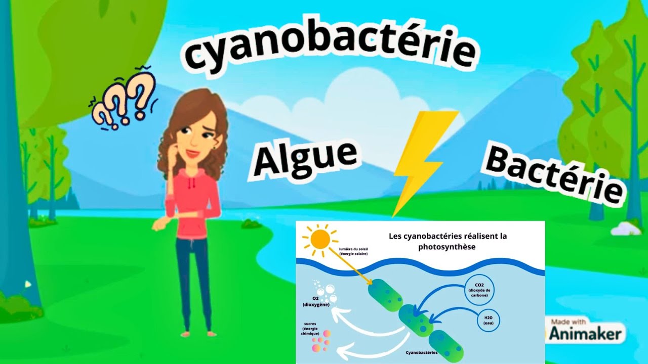 Botanique : les Cyanobactéries (algues bleues) 🦠🌊