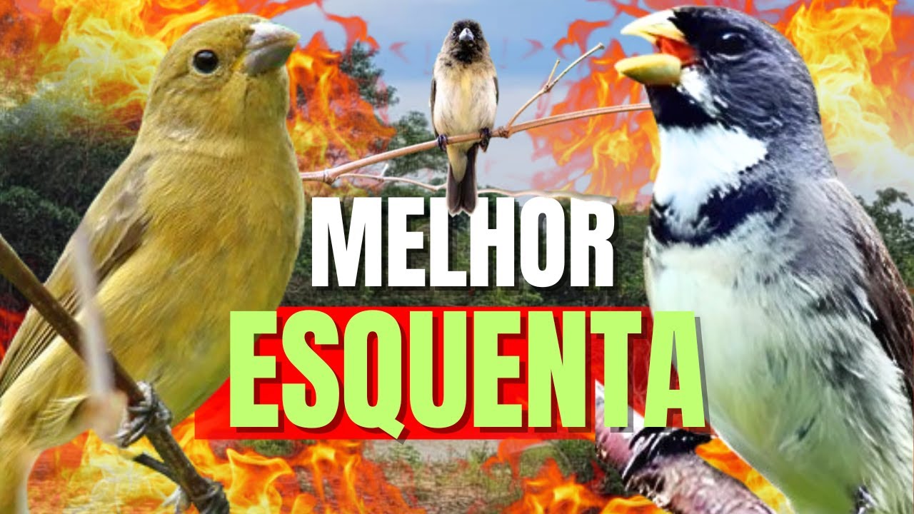 ESQUENTE SEU COLEIRO TUÍ TUÍ MELHOR  COLEIRO TUÍ TUÍ E FÊMEA CHAMANDO PARA ESQUENTAR COLEIRO
