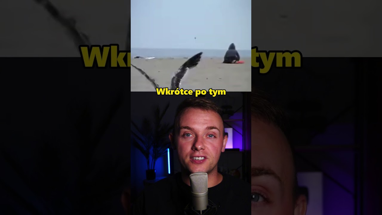 Prank Z Mewami Na Plaży