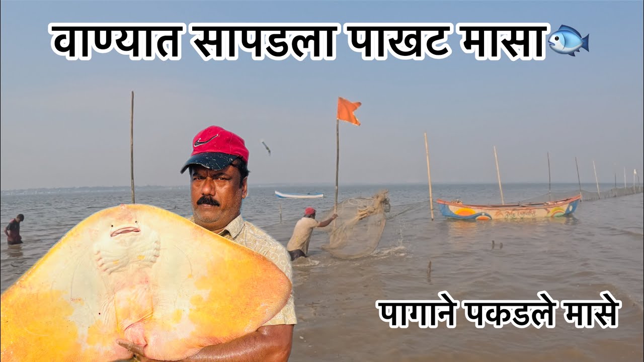 आज सापडला पाखट मासा🐟आणि पाणी सुकला नाही म्हणून पागाने मासे पकडले fish#Stingray#NetFishing#aagrikoli