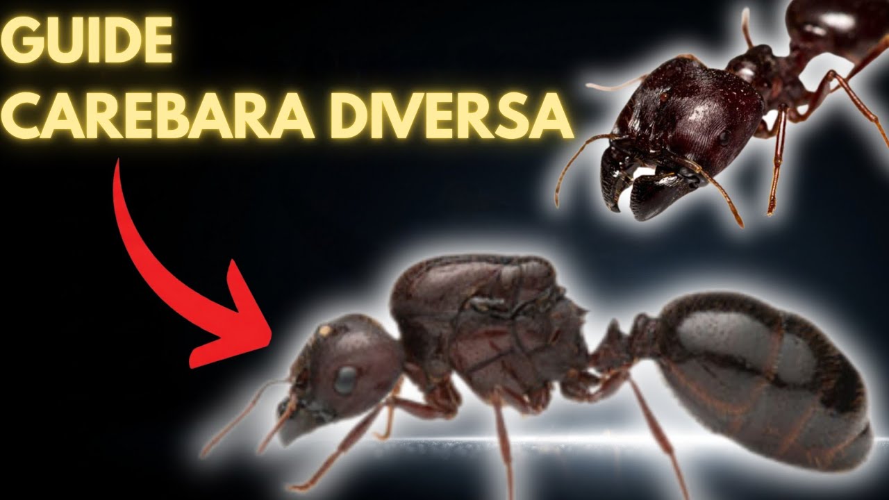 How to Care for Carebara Diversa (Marauder Ant) in Captivity? (Full Guide)